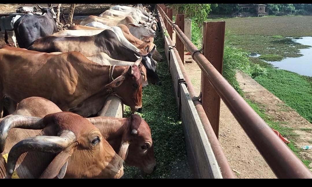 ग्वालियर में बजरंग भक्त मंडल ने की 1 टन हरे चारे से गौसेवा