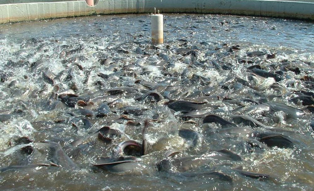 Fish Farming Subsidy: बिहार में मछली पालन के लिए 60% अनुदान, जानें आवेदन की अंतिम तिथि