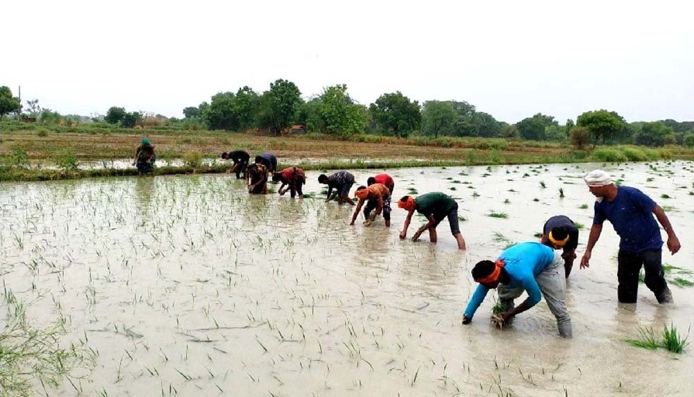 खलारी में खेत लबालब, किसानों ने धान रोपनी की तैयारी बढ़ाई