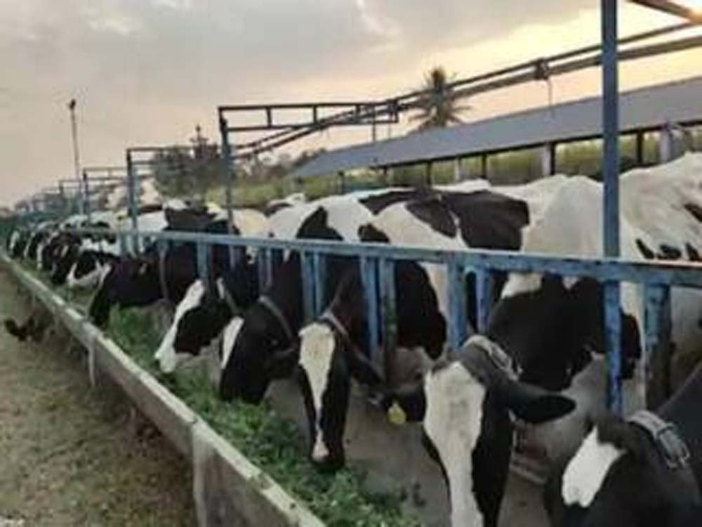 पशुपालकों की आय बढ़ाने को राजस्थान में स्वदेशी सीमन तकनीक तेज