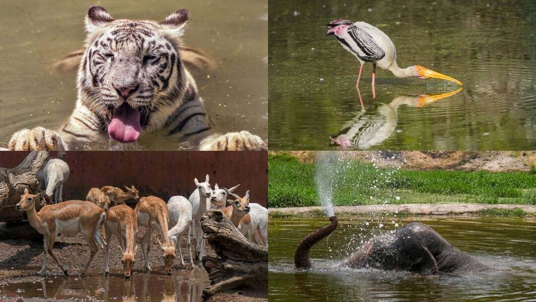 अब जानवरों के और करीब होंगे विजिटर्स, दिल्ली जू में ग्लास वॉल एनक्लोजर और आधुनिक सुविधाएं