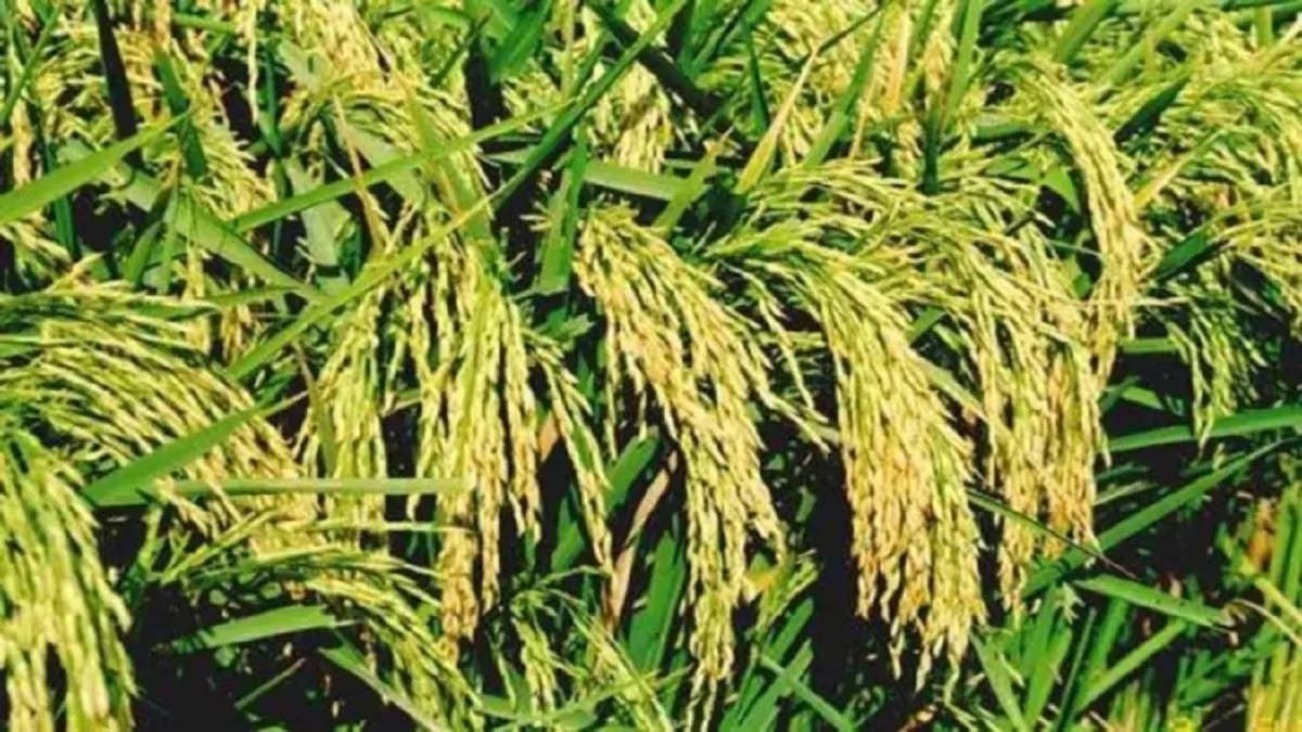 कैथल समेत चार जिलों में धान पर फिजी वायरस का हमला, कृषि विभाग अलर्ट