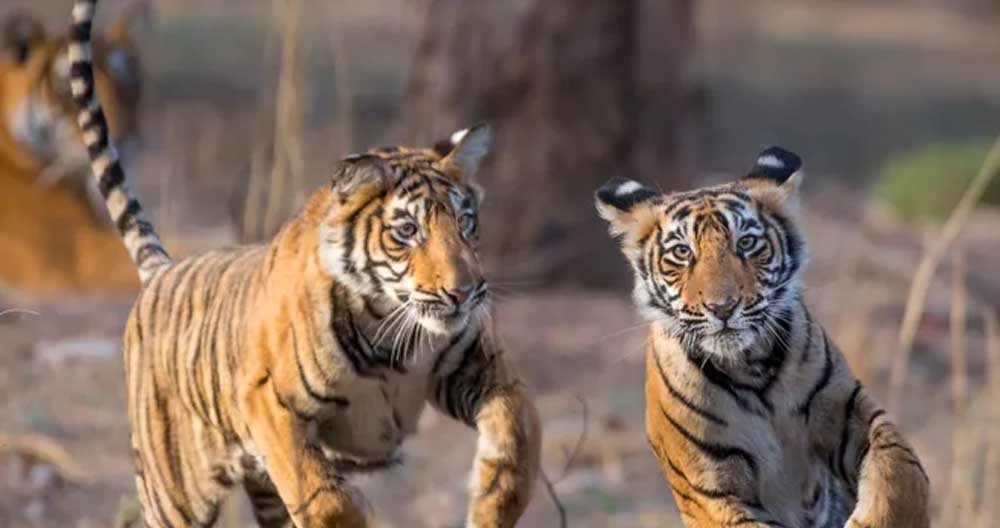 बाघ संरक्षण के प्रति युवाओं को जागरूक करने वन विहार में हुई ओपन क्विज और रेस्क्यू वर्कशॉप