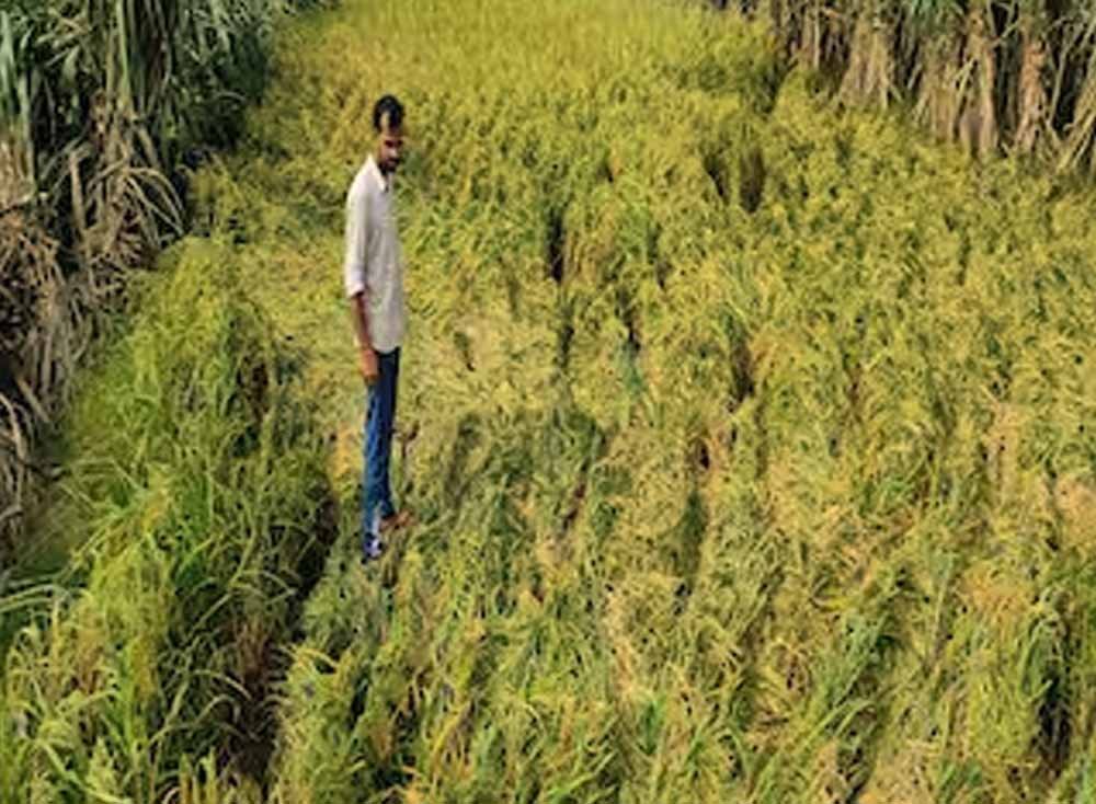 किसानों के लिए जरूरी अपडेट! 31 जुलाई तक धान सहित 10 फसलों का करा सकते हैं बीमा