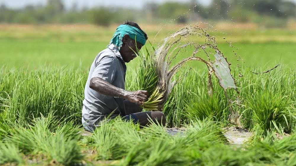 बारिश-ओलावृष्टि से फसल का डर? छत्तीसगढ़ के किसान 31 जुलाई तक जरूर कराएं फसल बीमा