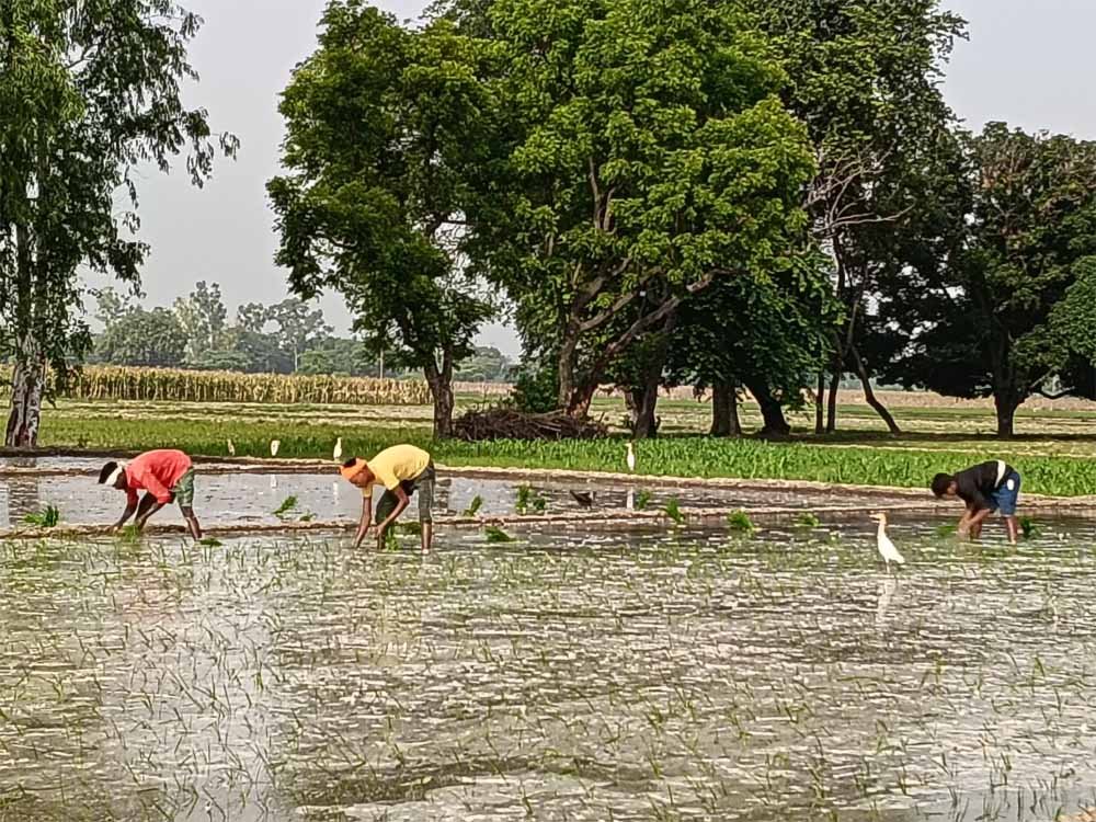 छत्तीसगढ़ में बारिश पर ब्रेक, किसानों की बोवनी-रोपाई की रफ्तार पड़ी धीमी