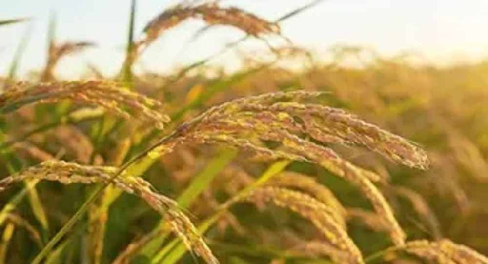 धान की फसल पर बड़ा संकट: हरियाणा के कई जिलों में 'फिजी वायरस' से 1500 एकड़ प्रभावित