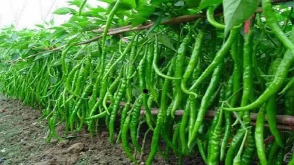 पहाड़ी इलाकों में खेती का नया मॉडल, हरियाणा के किसान सीख रहे प्राकृतिक मिर्च उत्पादन