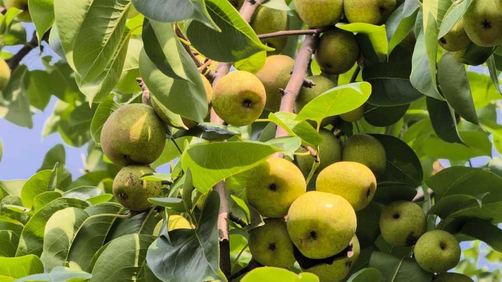 एग्री-टूरिज्म का नया गढ़ बना छत्तीसगढ़ का शिमला मैनपाट