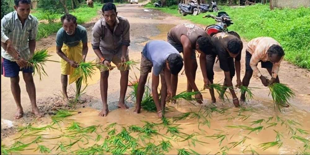 गड्ढों में धान की रोपाई कर फूटा ग्रामीणों का गुस्सा, सड़क निर्माण की मांग तेज