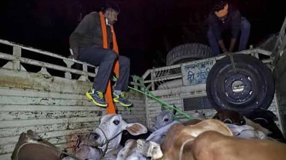 पंजाब में गोवंश अवशेष मिलने से सनसनी, 3 गायों के कटे सिर और 2 क्विंटल मांस के साथ दो गिरफ्तार