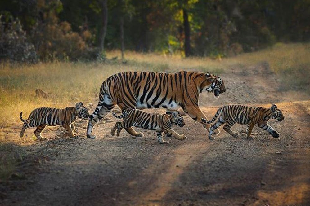 टेंशन फ्री माहौल का कमाल! इंदौर जू में 10 वर्षों में 25+ बाघ शावकों का हुआ जन्म