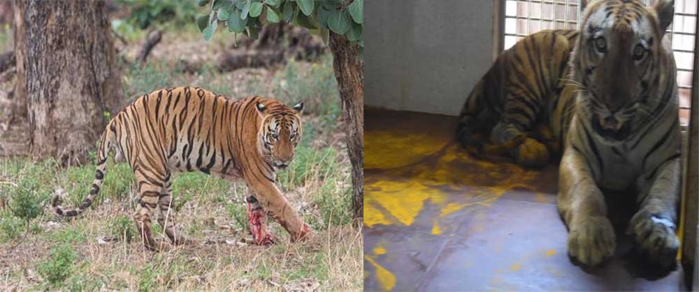 युवराज बाघ का खिवनी अभ्यारण से वन विहार तक का सफर