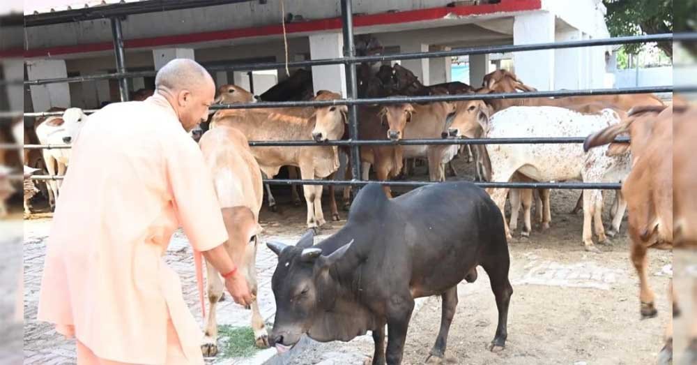 अब प्रतियोगिता से निखरेंगी गोशालाएं, उत्कृष्ट मॉडल को मिलेगा पुरस्कार