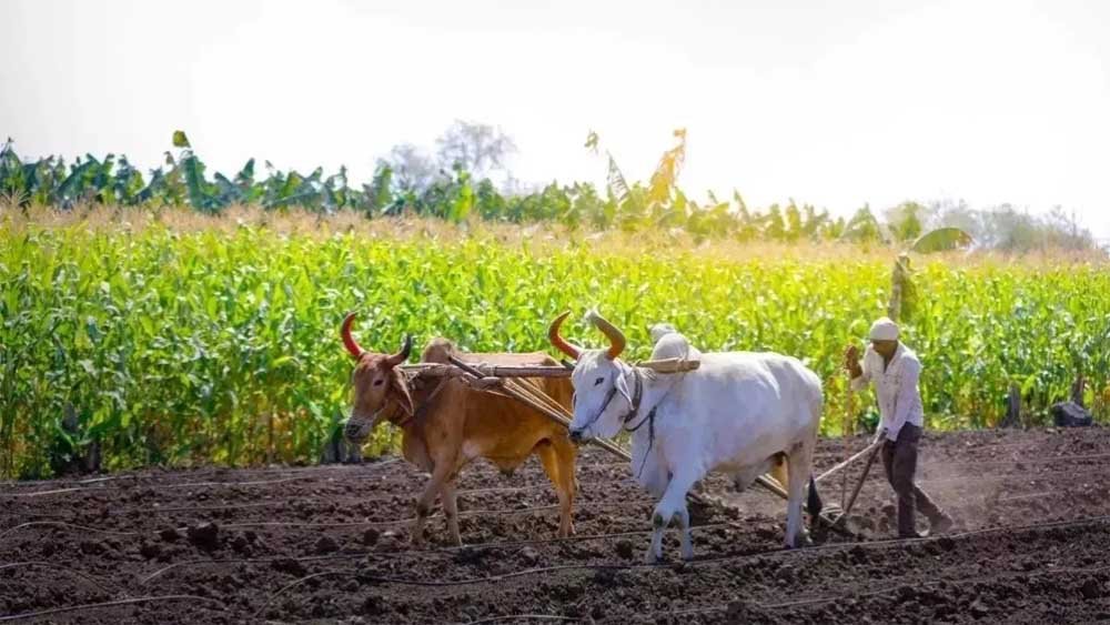 जगदीशपुर में होने वाली केबिनेट में किसानों को की जाएगी राशि अंतरित
