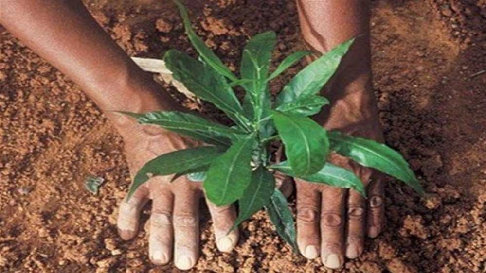 पौधरोपण के लिए 2336 स्थल पर 11325 हेक्टेयर में लगेंगे पौधे