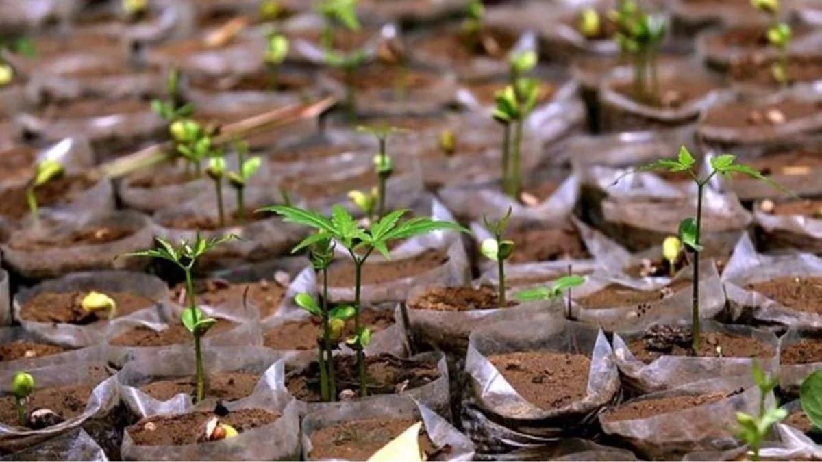 रिज क्षेत्र में 100 से ज्यादा पेड़ काटने से पहले अनिवार्य होगा साइट निरीक्षण