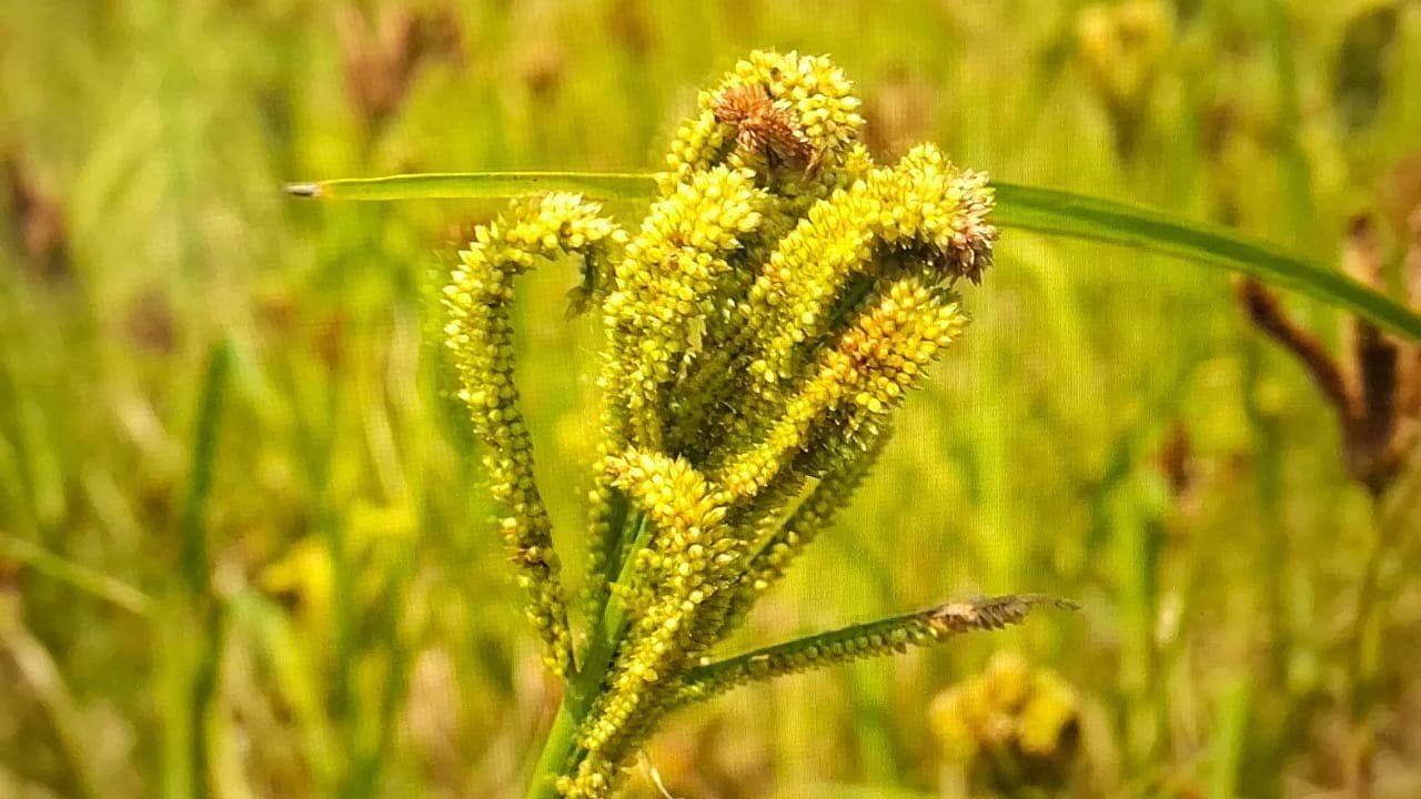 मिलेट मिशन से किसानों को प्रोत्साहन, बीज पर मिलेगी 50 प्रतिशत सब्सिडी