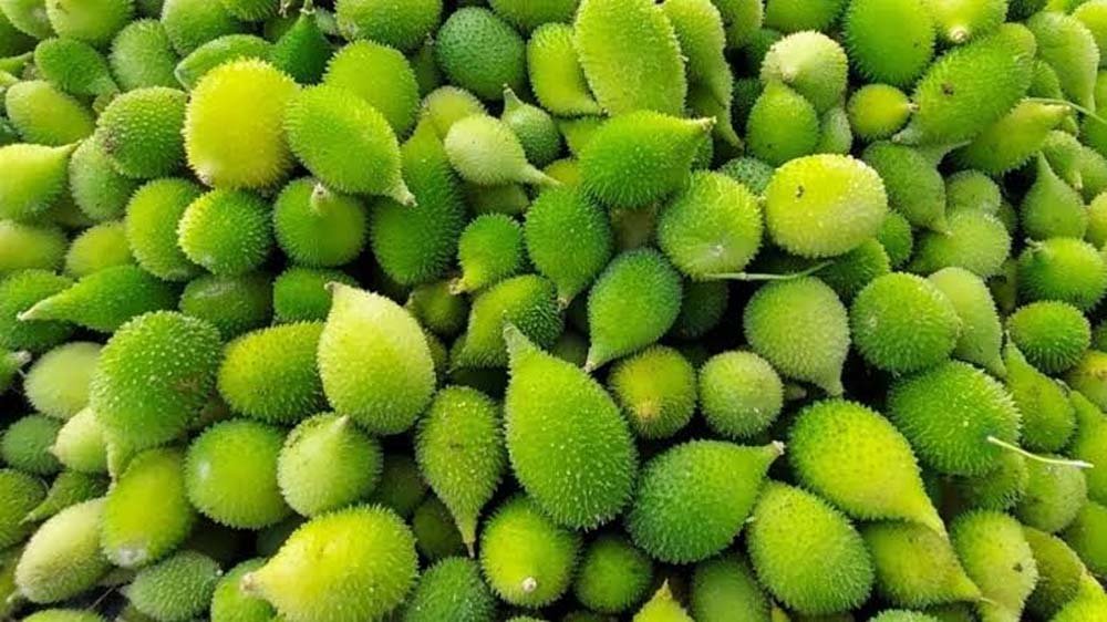 बरसाती सब्जी कीकोड़ा बनी मुनाफे की फसल, 300 रुपये किलो तक कीमत