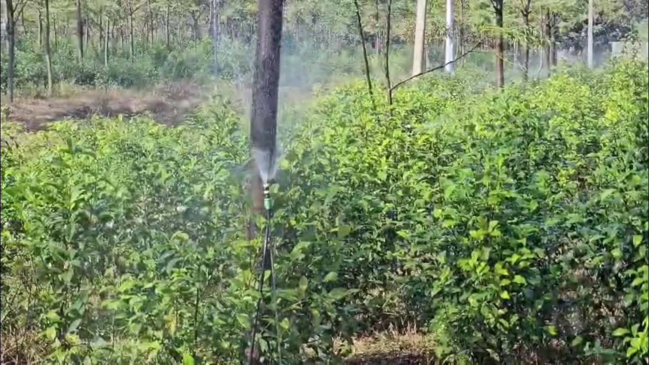 झारखंड में चाय-कॉफी खेती की शुरुआत, डेमोटांड फार्म बनेगा कृषि मॉडल