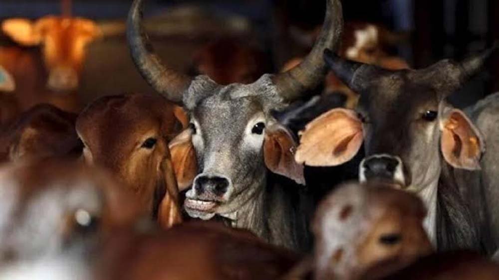 CAG रिपोर्ट में गोशाला योजना की गड़बड़ी उजागर, कहीं घर तो कहीं गोदाम बने