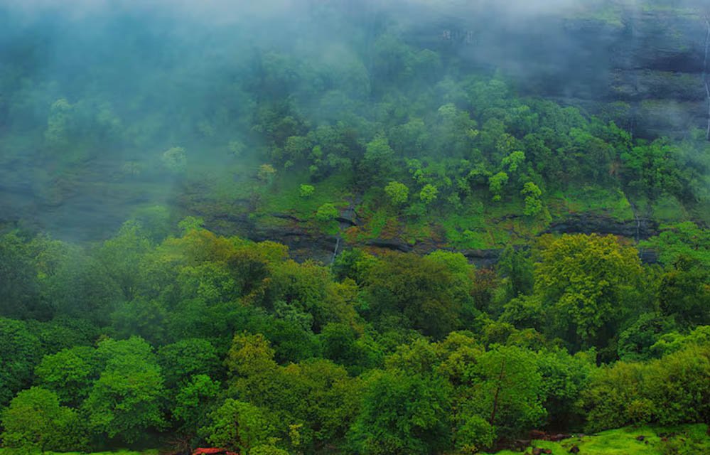 Forest Land Report: देश में सबसे ज्यादा वन भूमि का लैंड यूज बदला, MP में 371.54 वर्ग किमी जंगल 