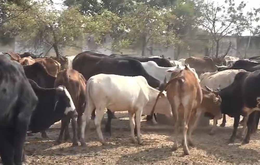 गौठान में गायों की मौत से मचा हड़कंप, लापरवाही पर सहायक पशु चिकित्सा अधिकारी हटाए गए