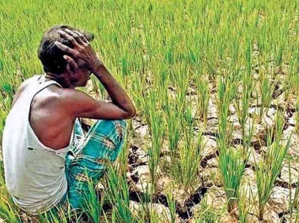 छत्तीसगढ़ में सूखे जैसे हालात की आहट, बारिश रुकने से धान की फसल पर संकट गहराया