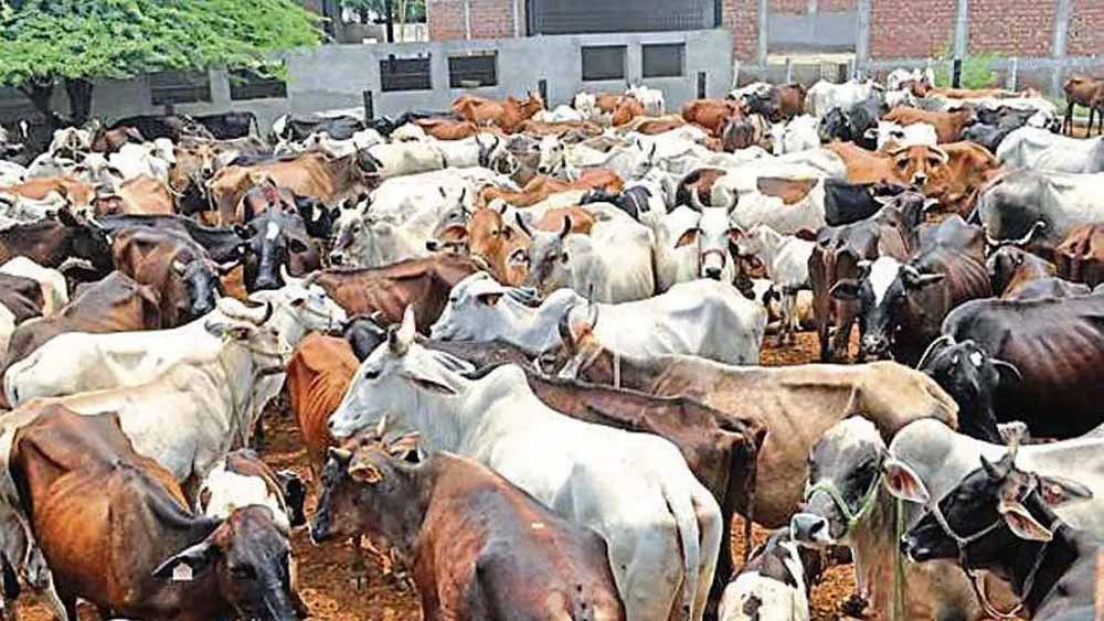 हरियाणा में गोशालाओं की संख्या 3 गुना बढ़ी, 12 साल में बजट 300 गुना हुआ
