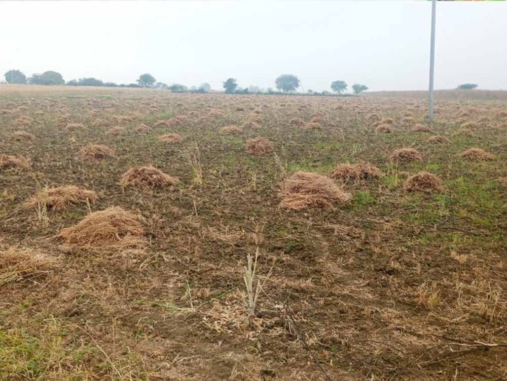 100 करोड़ घोटाला: 13 साल बाद दर्ज हुई FIR, हरियाणा के खेतों में नहीं मिला एक भी पौधा