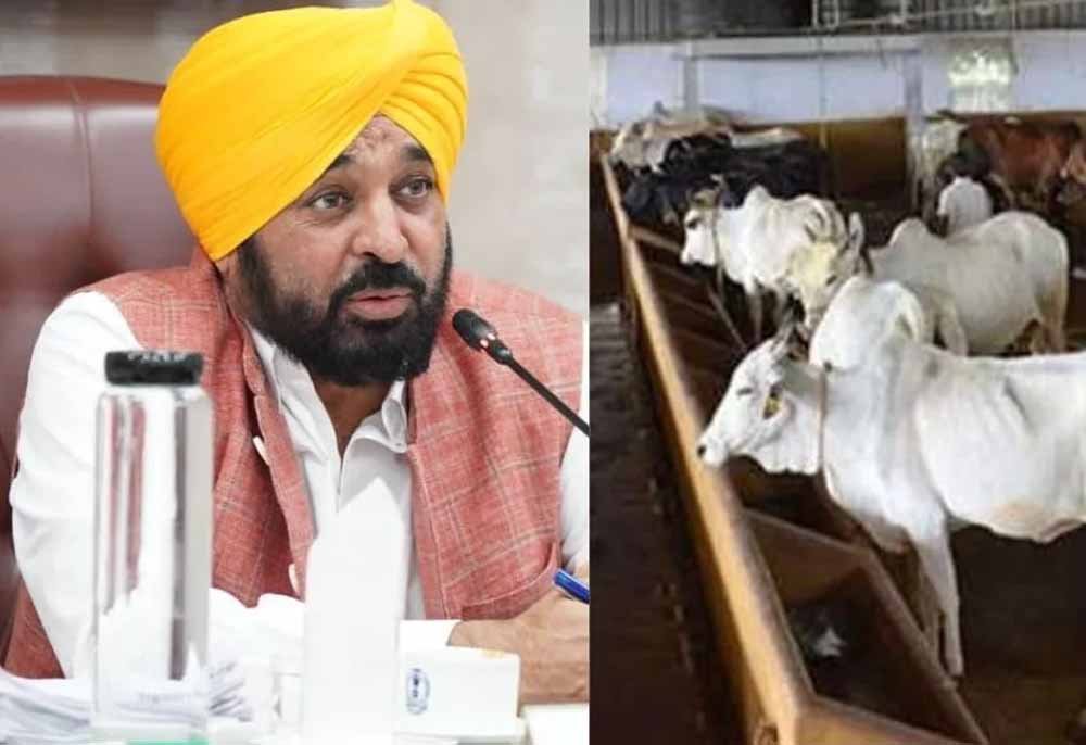 गौशालाओं को बड़ी सौगात, पंजाब सरकार ने बिजली बिल किया माफ, आवारा पशुओं की देखभाल को मिलेगा सहार