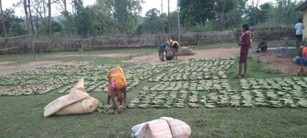 गांव के पास खुला फड़, 365 संग्राहकों को मिला सीधा आर्थिक लाभ