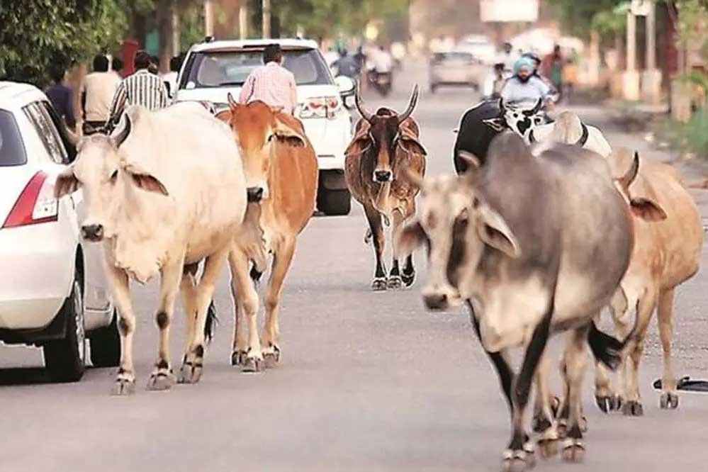 निराश्रित गौवंश संरक्षण के लिए सरकार की बड़ी पहल, गौधाम योजना का तेजी से बढ़ रहा दायरा