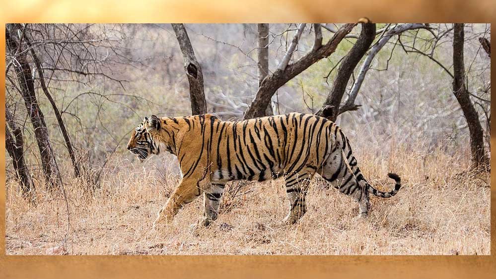 बाघों का गढ़ बना संघर्ष का मैदान! MP में 8 महीने में 45 टाइगर और 50 लोगों की मौत