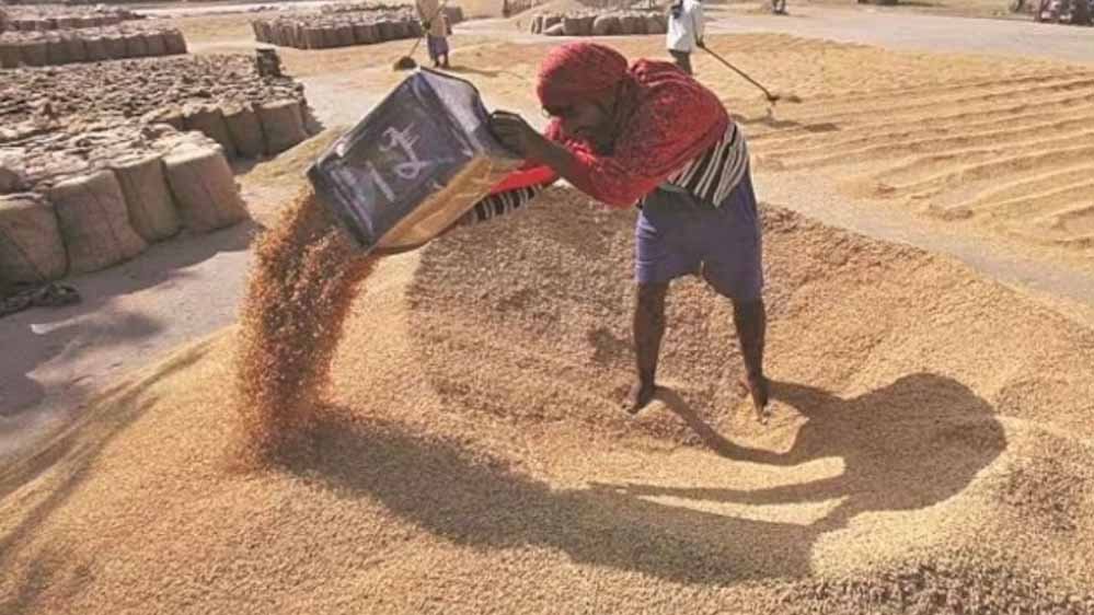 योगी सरकार में MSP पर रिकॉर्ड गेहूं खरीद, किसानों को मिली बड़ी आर्थिक मजबूती