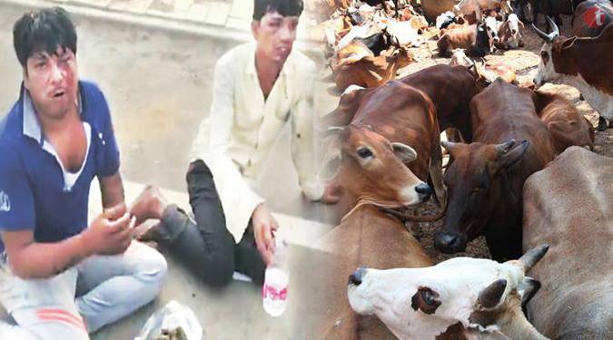 Beef smugglers forced to eat cow dung by Gau Rakshaks