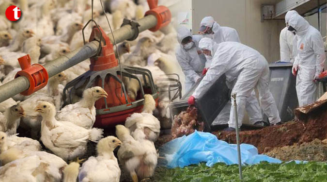 South Korea issues top bird flu alert