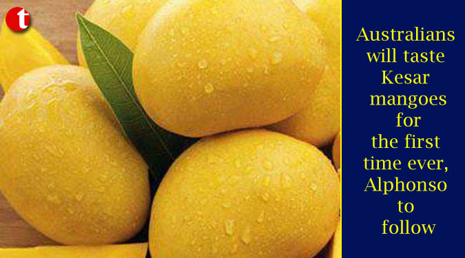 Australians will taste Kesar mangoes for the first time ever, Alphonso to follow