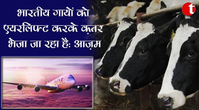 भारतीय गायों को एयरलिफ्ट करके क़तर भेजा जा रहा है : आज़म