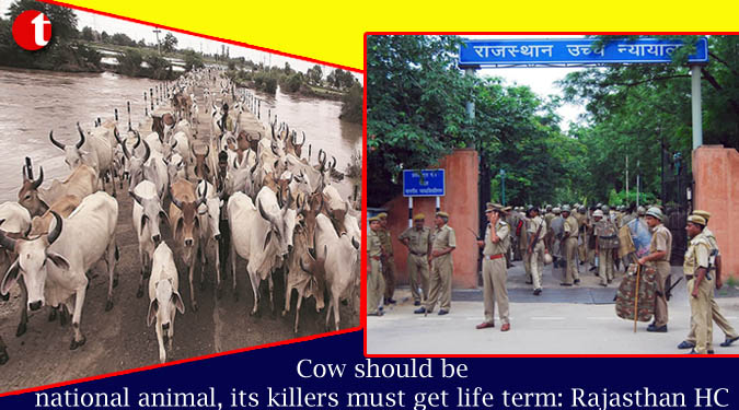 Cow should be national animal, its killers must get life term: Rajasthan HC