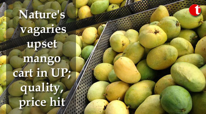 Nature's vagaries upset mango cart in UP; quality, price hit