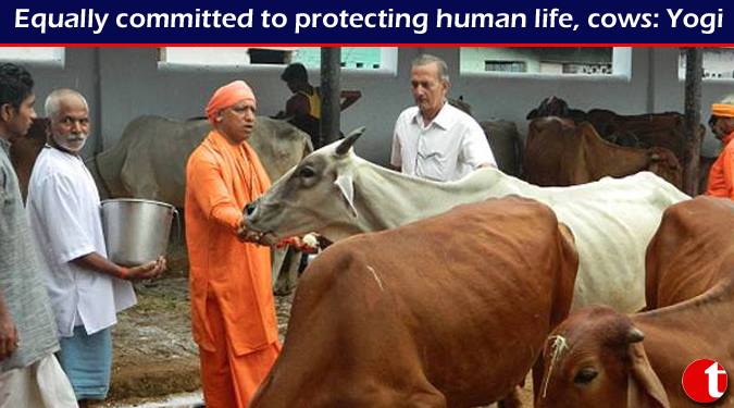 Equally committed to protecting human life, cows: Yogi