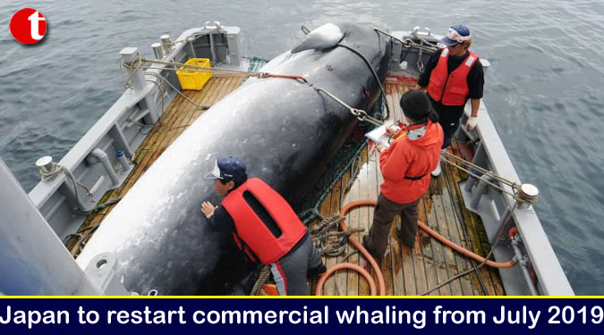 Japan to restart commercial whaling from July 2019