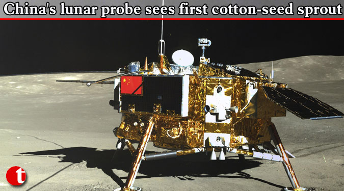 China's lunar probe sees first cotton-seed sprout