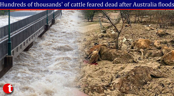 Hundreds of thousands' of cattle feared dead after Australia floods