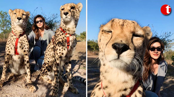 #Selfietime: Kriti Sanon poses with cheetah in Zambia
