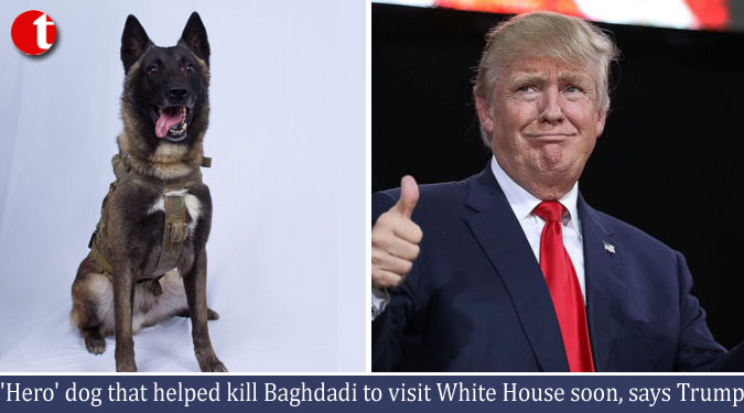 ‘Hero’ dog that helped kill Baghdadi to visit White House soon, says Trump