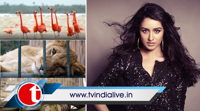 Shraddha Kapoor supports #LockdownZoos initiative