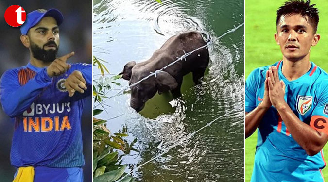 ‘Only a monster can do this’: Kohli, Chhetri on Kerala elephant killing