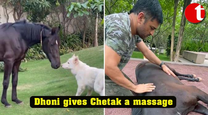 Dhoni gives Chetak a massage